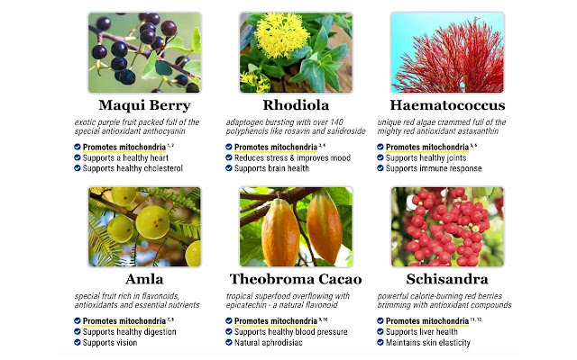 Science-backed ingredients used in Mitolyn for better energy and metabolism