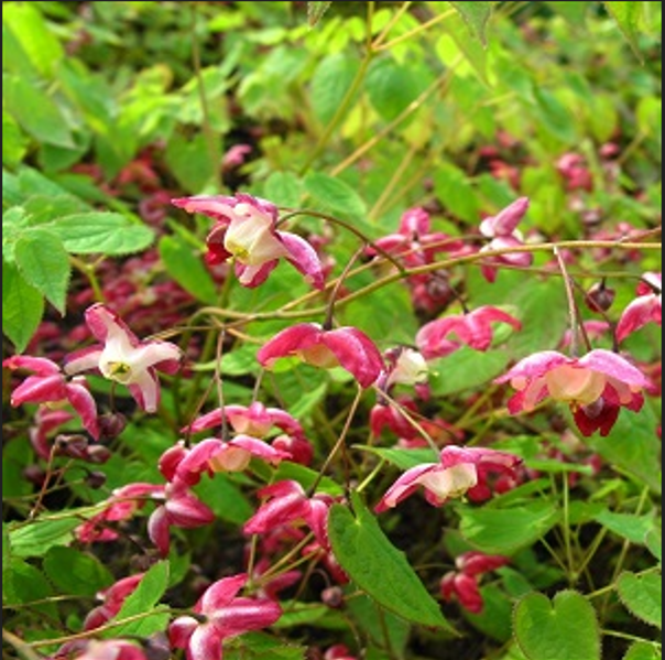Horny Goat Weed extract used in EndoPump