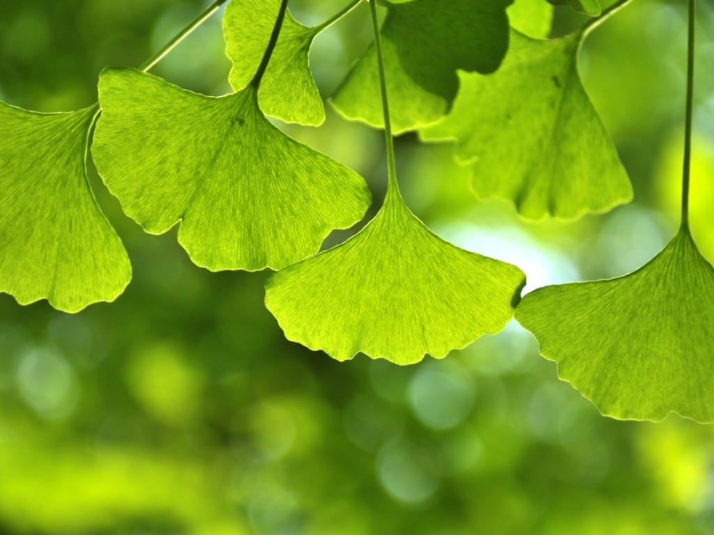 Ginkgo Biloba powder ingredient in EndoPump