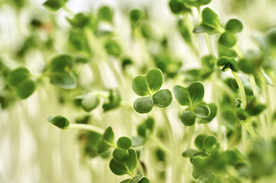 Broccoli sprout extract ingredient in TitanFlow supplement