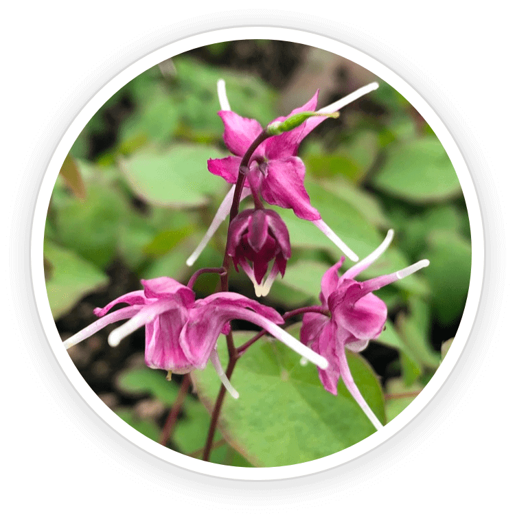 Epimedium and Tribulus Terrestris natural extracts included in Quietum Plus formula