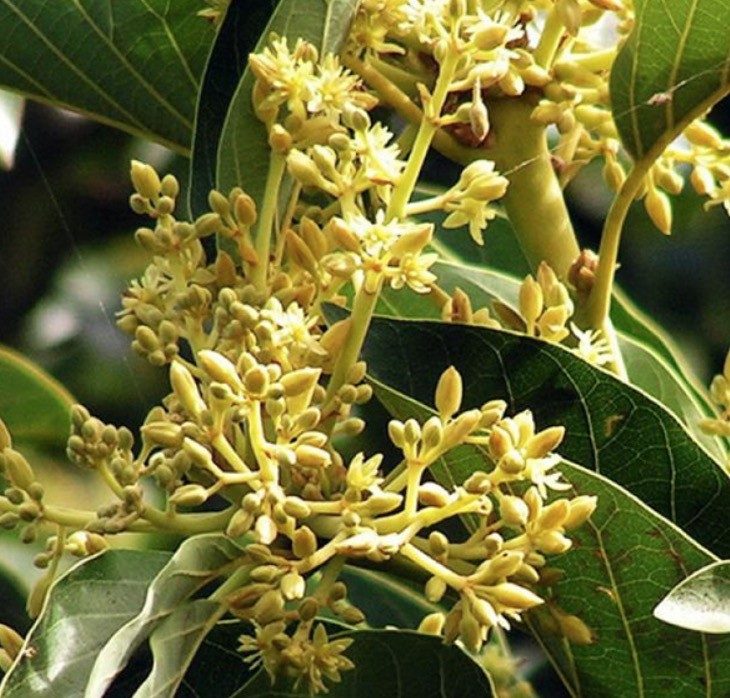Muira Puama powder ingredient in EndoPump