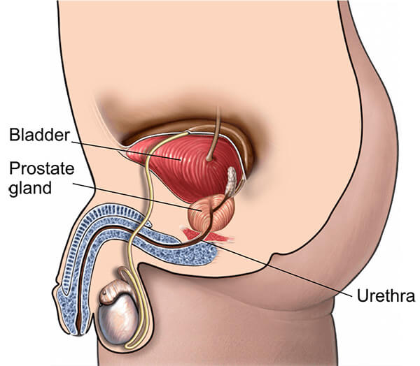 Male urinary system illustration showing prostate gland and bladder