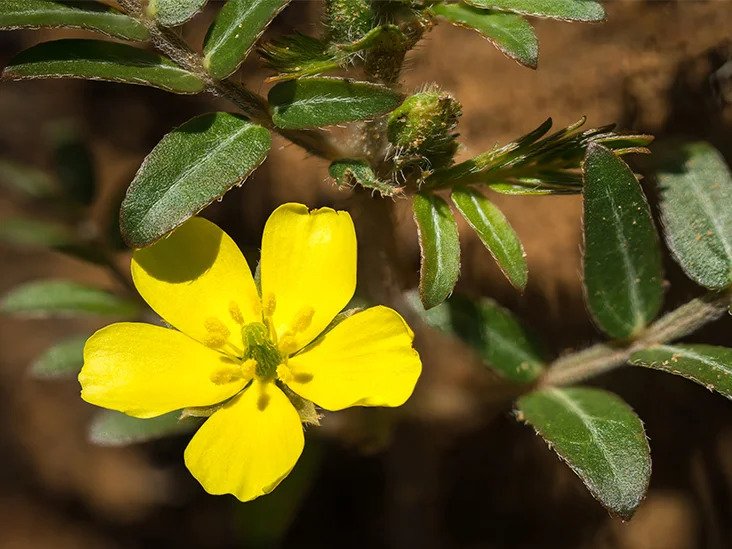 Tribulus Terrestris extract in EndoPump formula