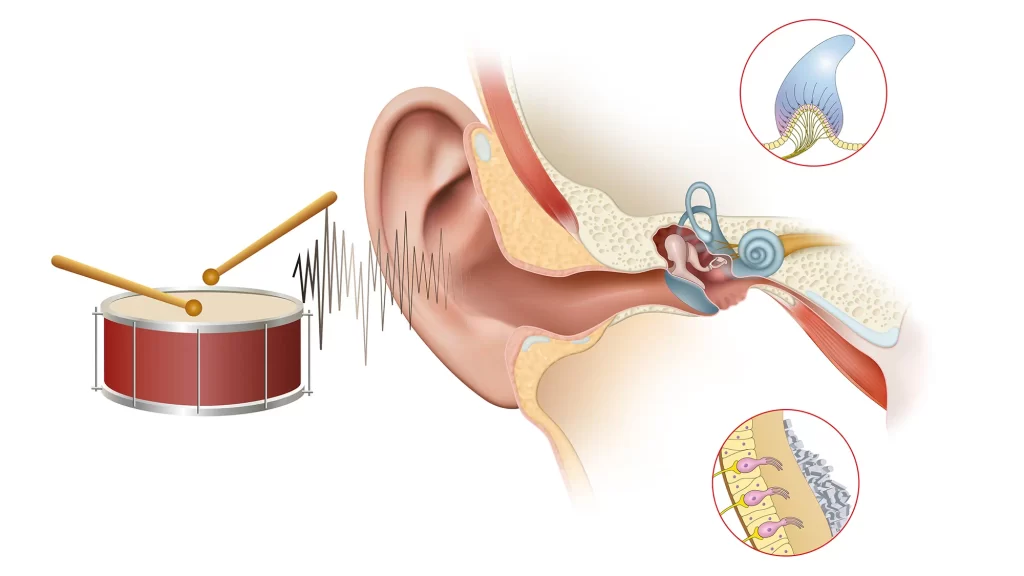 Why Hearing Problems Increase With Age: Causes, Myths, and Natural Support inner ear hearing loss diagram showing sound waves